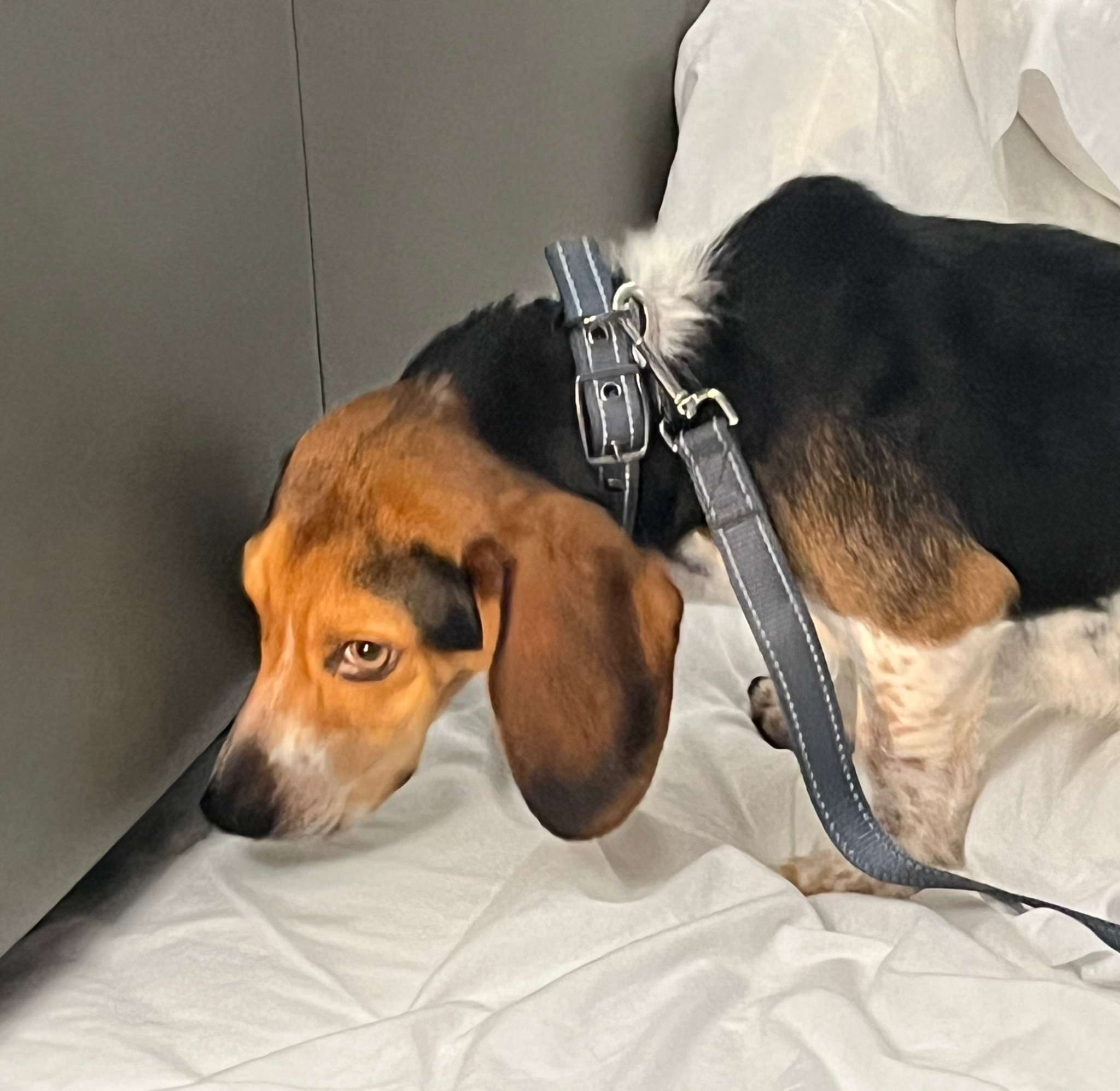 Tank the Beagle K9 detection dog