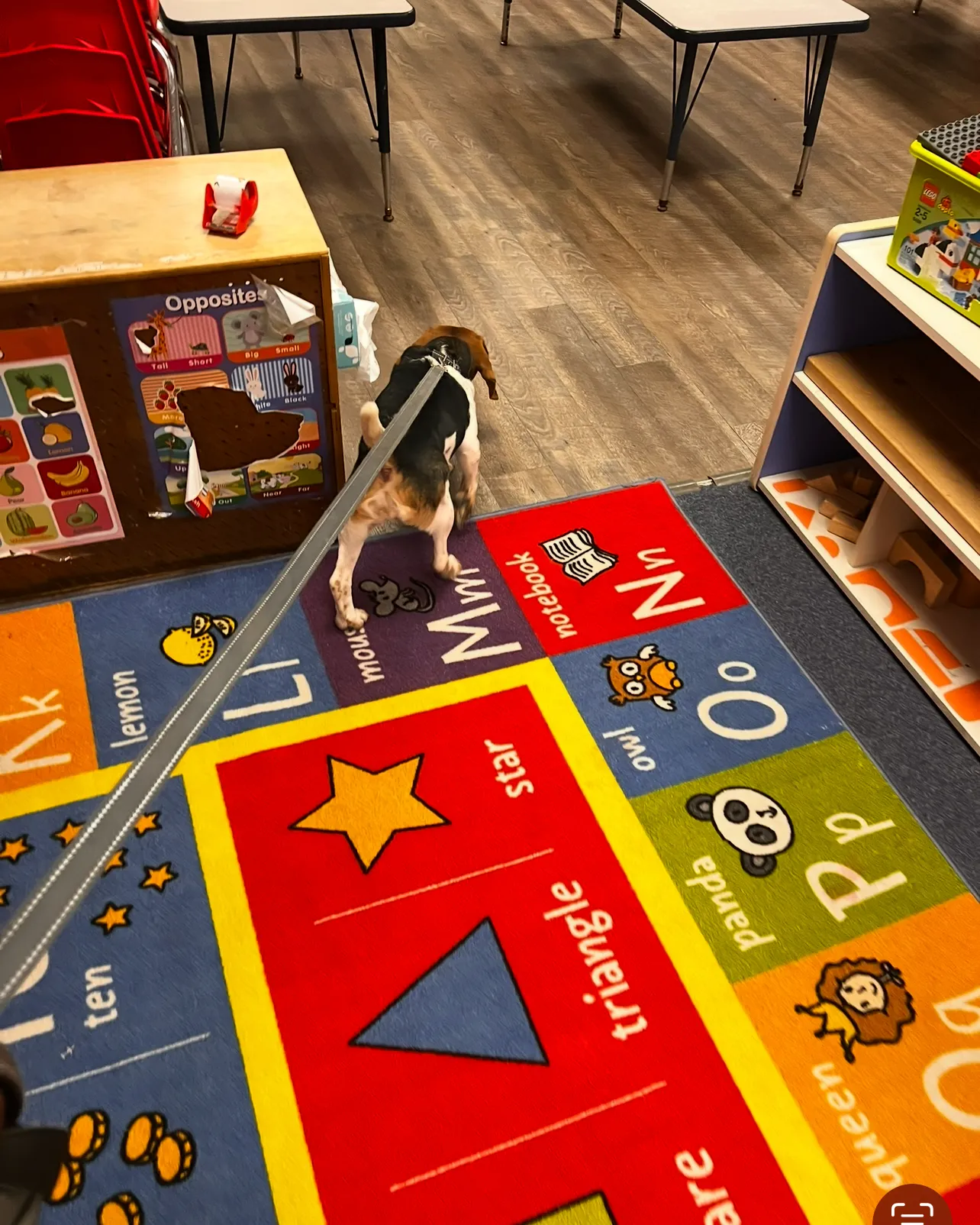 Beagle puppy on a colorful classroom rug, near toys and furniture.