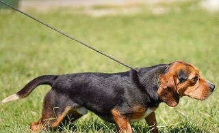 Junior the Beagle K9 bed bug detection specialist