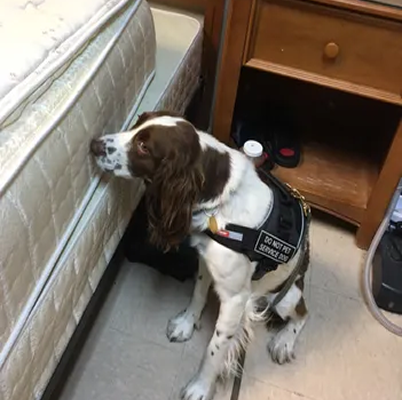 Certified Canine K9 beagle performing a bed bug inspection